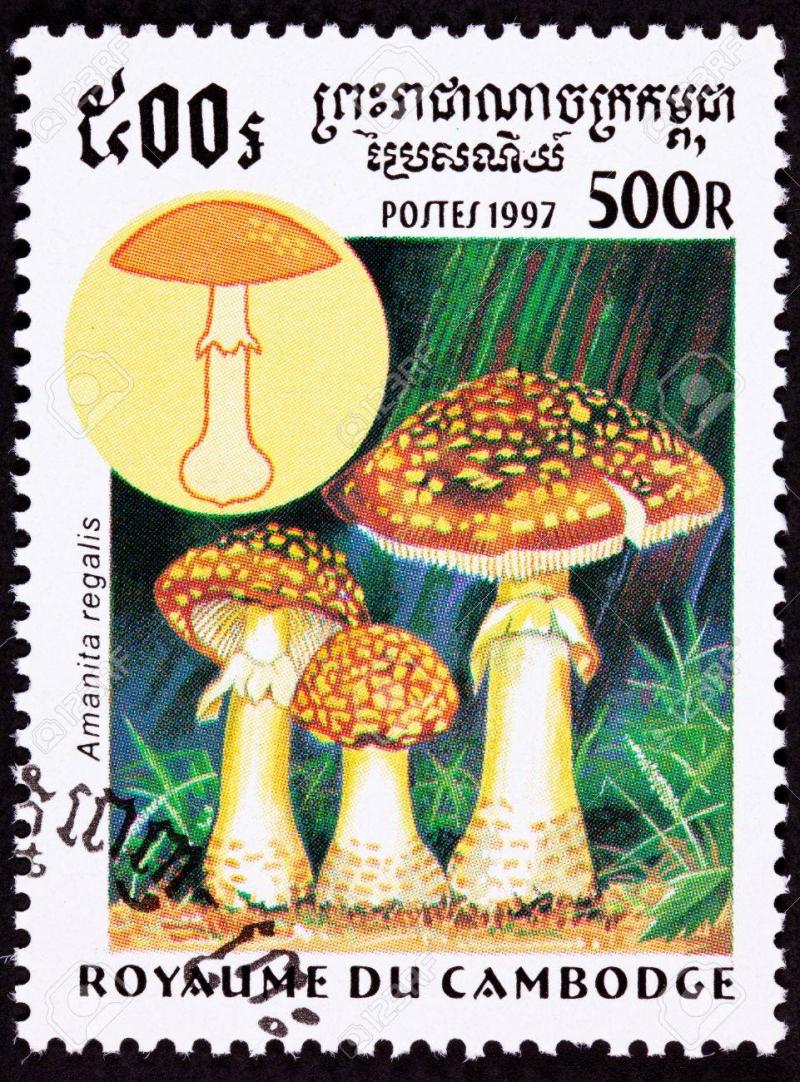 /forum/uploads/images/1558/9010739-agaric-de-volantes-toxique-champignon-a1.jpg