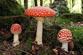 /forum/uploads/images/1558/fliegenpilz_fly_agaric_amanita_muscaria.jpg