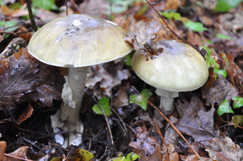 /forum/uploads/images/1558/lpo_10_-_amanite_phalloide_-_amanita_phalloides.jpg