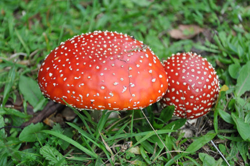 /forum/uploads/images/1558/lpo_5_-_amanite_tue-_mouches_-_amanita_muscaria.jpg