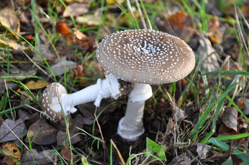 /forum/uploads/images/1558/lpo_6_-_amanite_panthere_-_amanita_pantherina-9.jpg