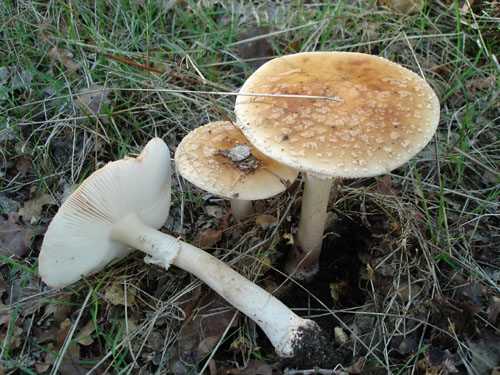 /forum/uploads/images/1558/lpo_7_-_amanite_rougissante_-_amanita_rubescens.jpg