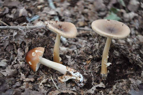 /forum/uploads/images/1558/lpo_8_-_amanite_fauve_-_amanita_fulva-b7040.jpg
