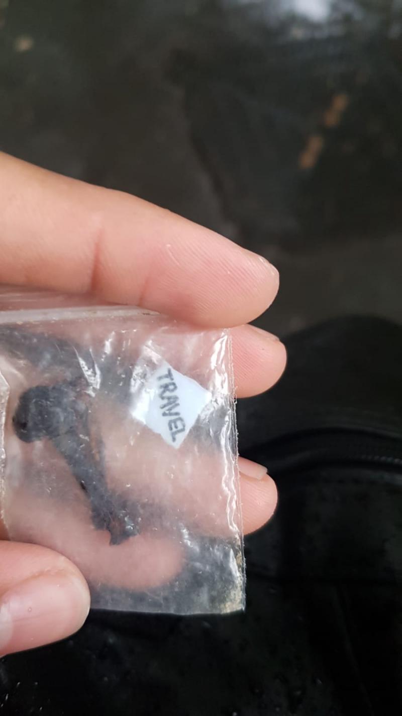 Ces champis sont-ils des psilo?