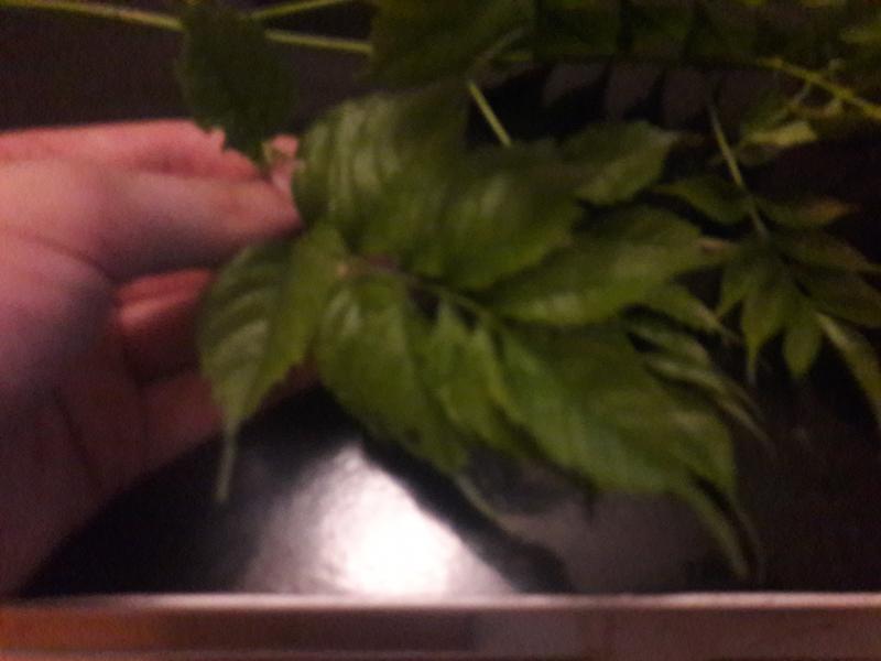 Feuilles grossièrement dentellés