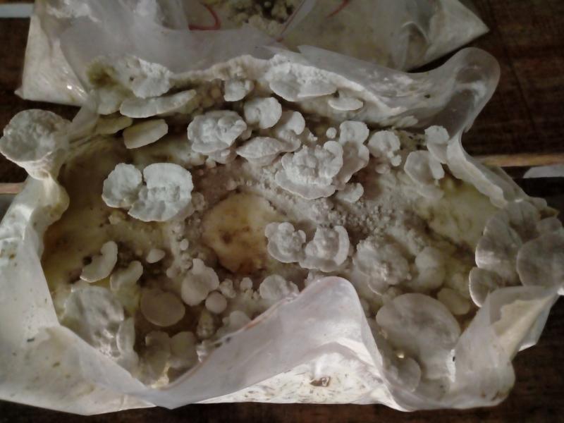 fruitaison fruitaison