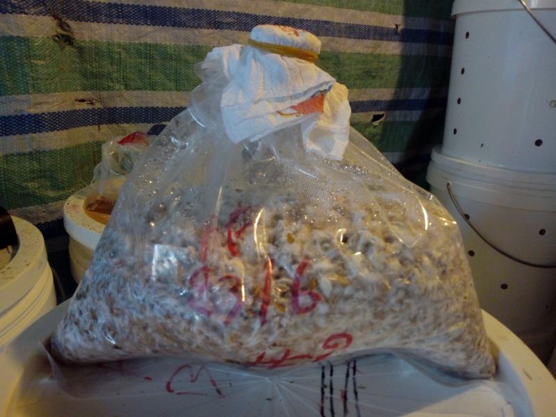 gaine en pré-fruitaison