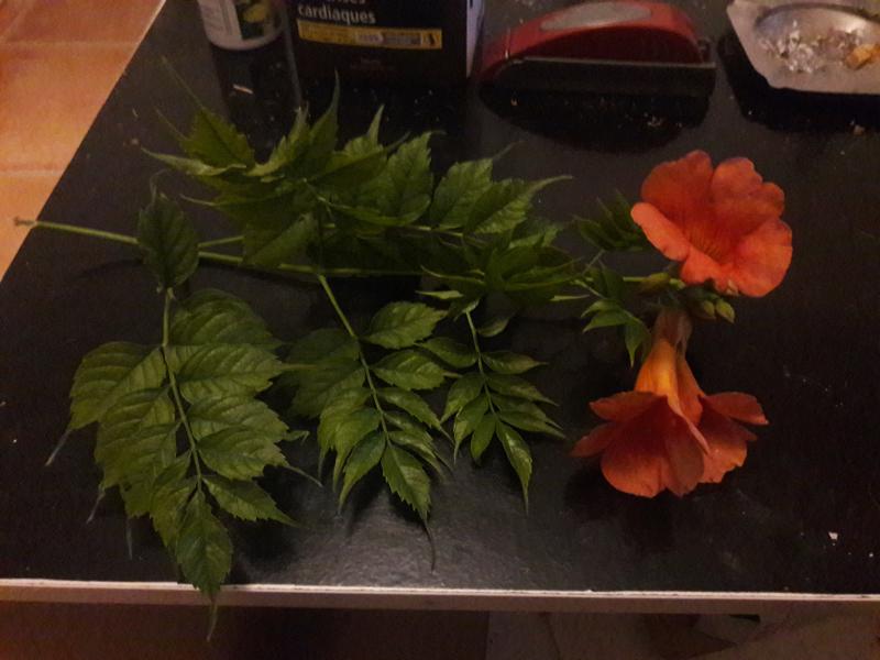 La branche que j ai prise