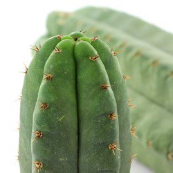 /forum/uploads/images/1562/san-pedro-echinopsis-pachanoi.jpg