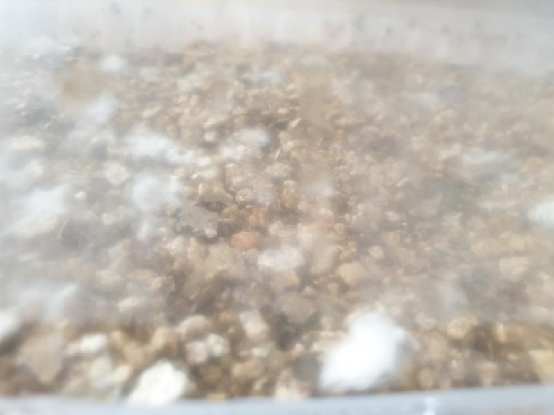 Contamination MILDIOU DACTYLIUM? Contamination MILDIOU DACTYLIUM?