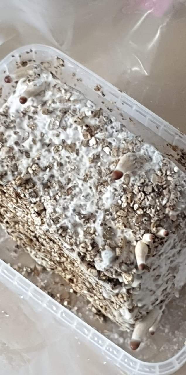 Le kit qui etait trop humide qui reprend