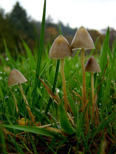 /forum/uploads/images/1566/05-psilocybe-semilanceata.jpg