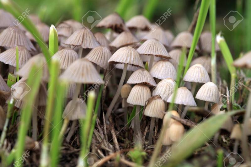 /forum/uploads/images/1566/108047461-psilocybin-mushroom-psilocybe-semilan.jpg