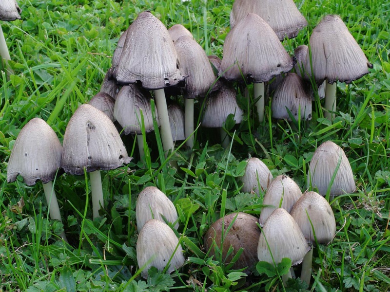 /forum/uploads/images/1566/kale-inktzwam---coprinus-atramentarius-yd-2_0.jpg