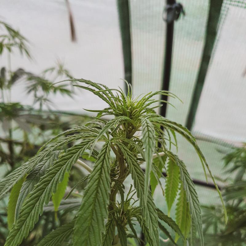 White Diesel AutoFlow flo+7 White Diesel AutoFlow flo+7