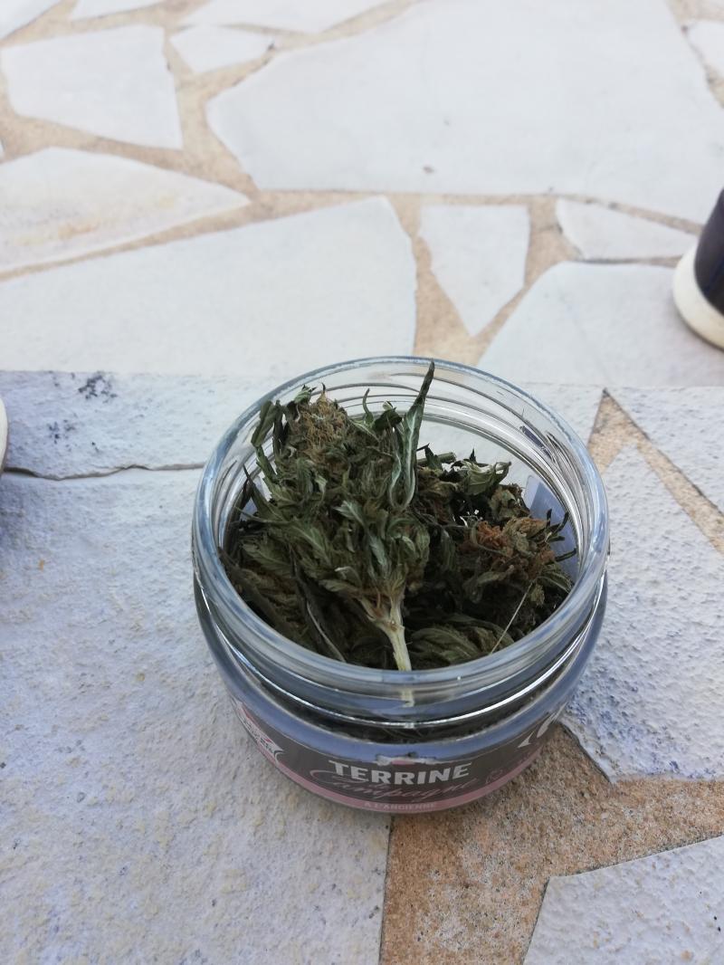 Jama pearl Jama pearl