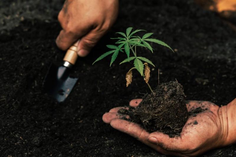 /forum/uploads/images/1570/plants-de-canabis--ekkapon-854x569.jpg