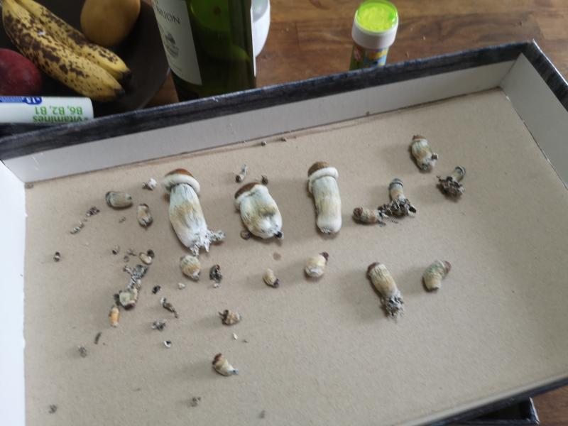 Voici la 1er récolte sur un kit xl... Vraiment pas top puis il sont hyper chelou non ?