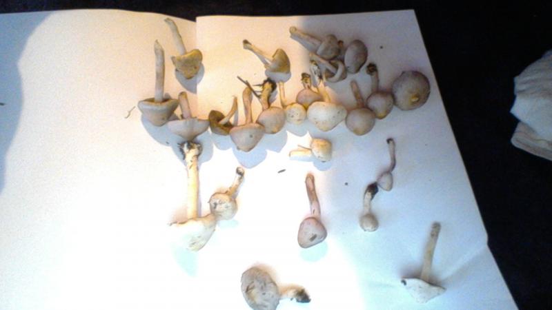 Hallucinogene ou PAS ?