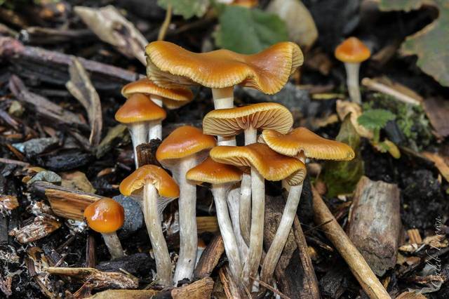Psilocybe cyanescens Psilocybe cyanescens