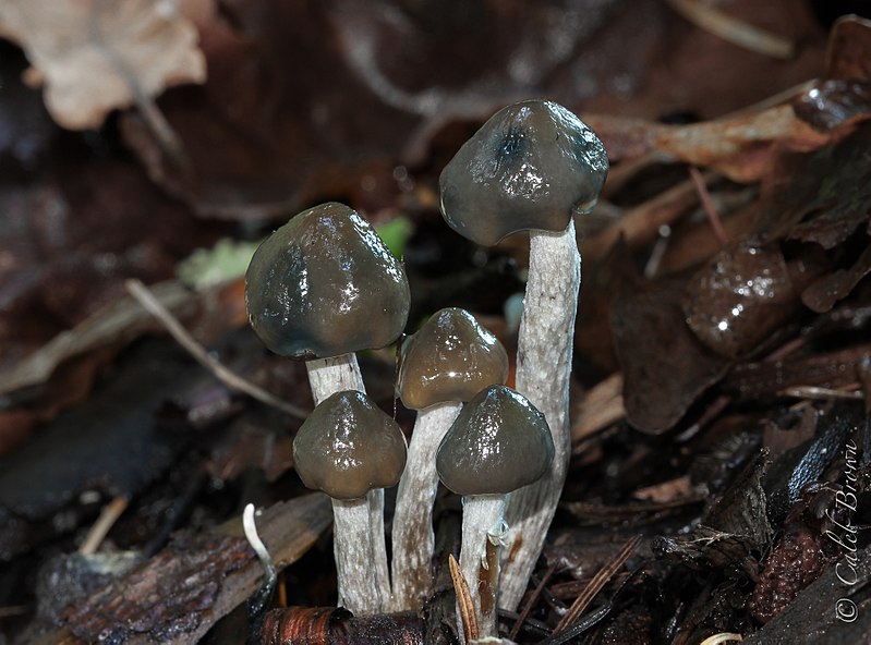 /forum/uploads/images/1573/800px-psilocybe_baeocystis_singer__ah_sm_373850.jpg