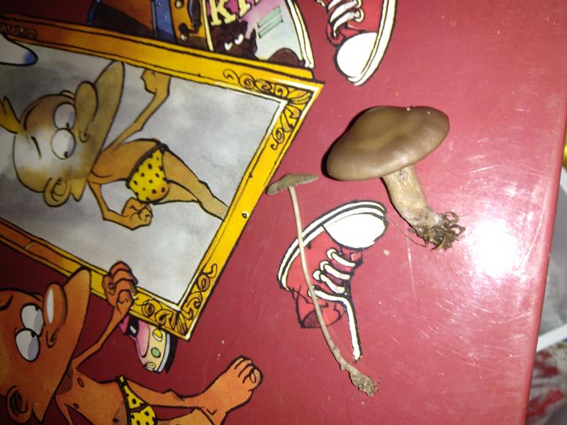 Champignons de mon pré ?