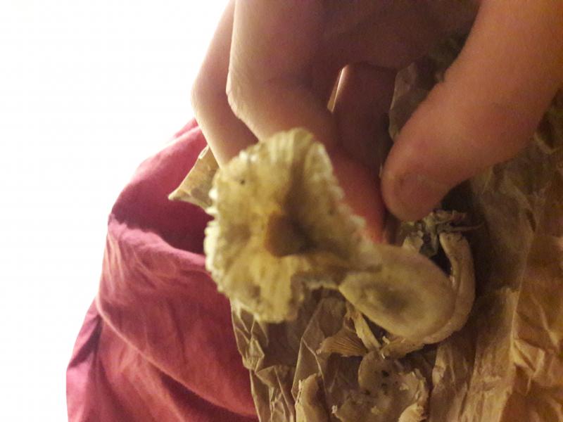 Psilocybe subaeruginosa 1