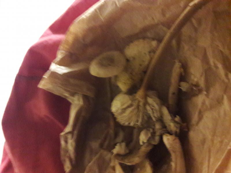 Psilocybe subaeruginosa 2