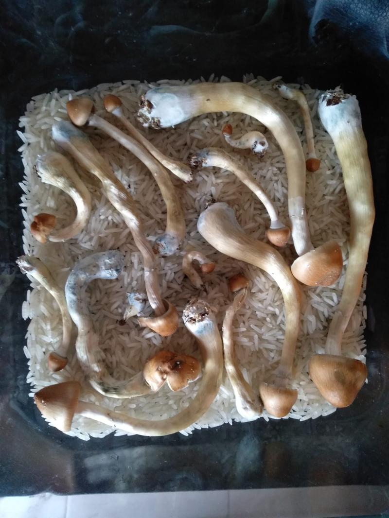 Une petite partie de la récolte du second flush