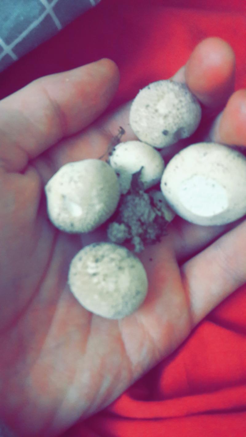 Vesse de loup inconnus