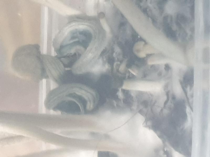 El famoso copalendia qui a pris juste 2gouttes d eau