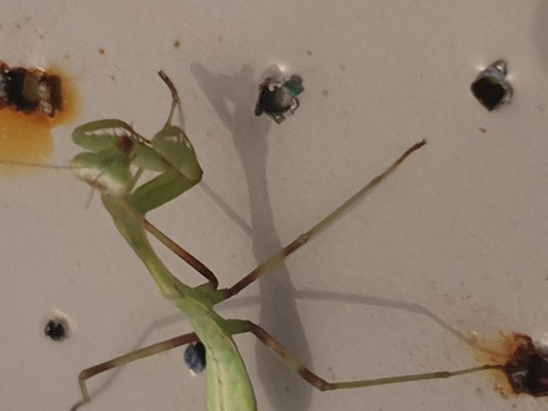 Sally qui sfait plaiz (c est une photo recente elle etait plus petite a ce moment)