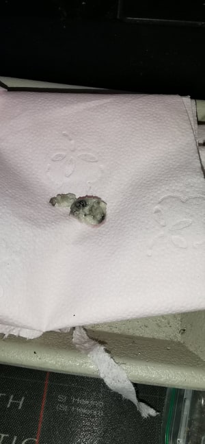 freebase