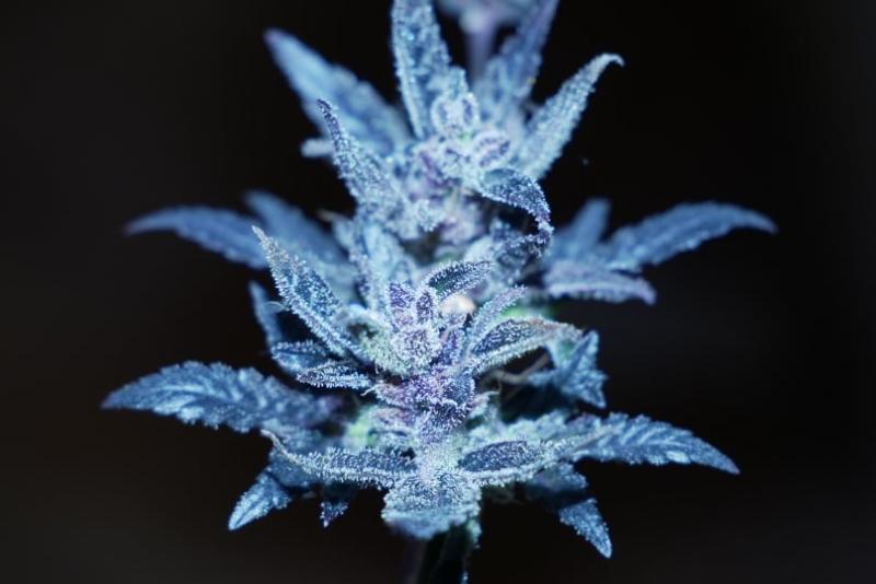 Critical Kush Critical Kush