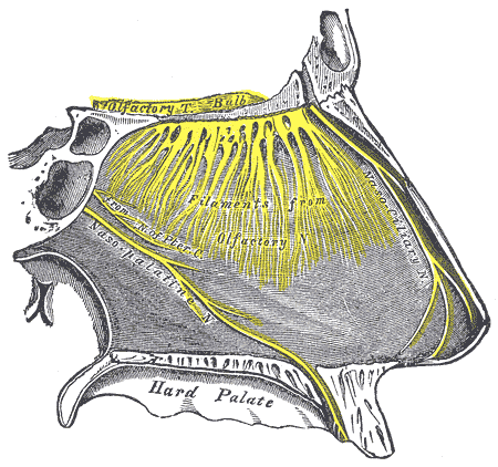 /forum/uploads/images/1580/nosebrain3.png