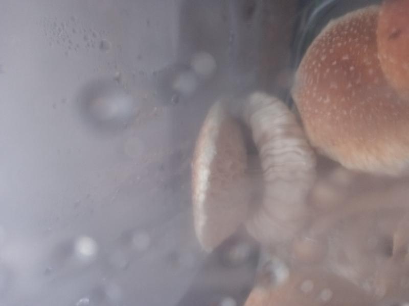 Pousse de champignons mexicain bizarre