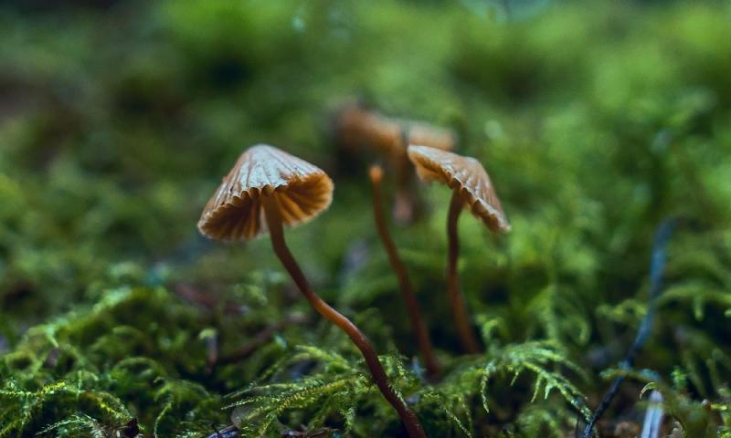 /forum/uploads/images/1580/vermont-depenaliser-psychedeliques.jpg
