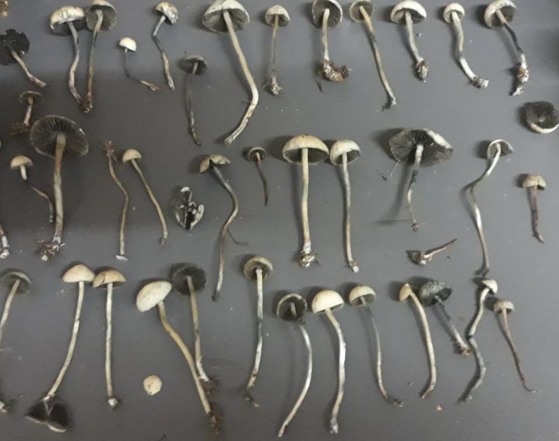 Récolte de champignons tropicaux