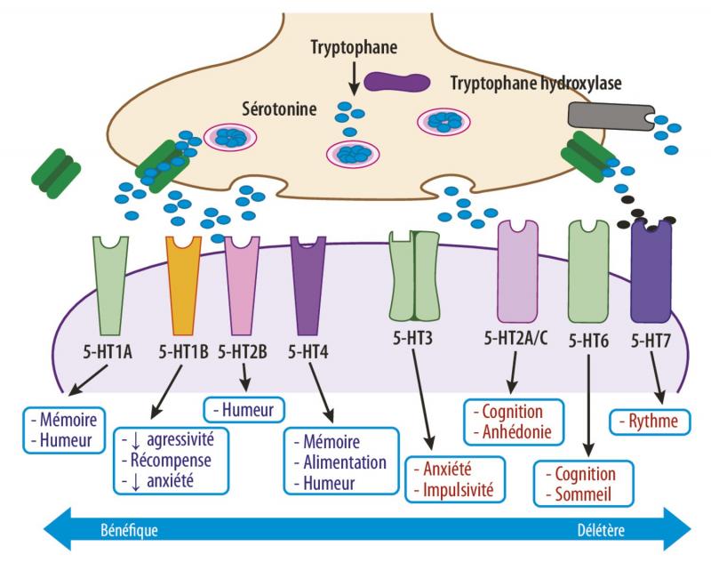 /forum/uploads/images/1582/antidepresseur-neurotransmetteur-serotonine.jpg
