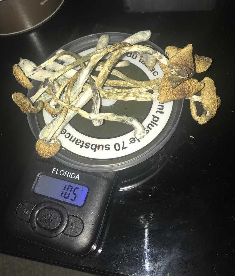 Golden teacher