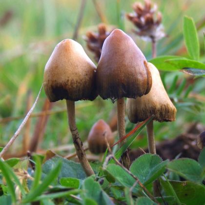 /forum/uploads/images/1582/psilocybe-semilanceata-champignon-420x420.jpg