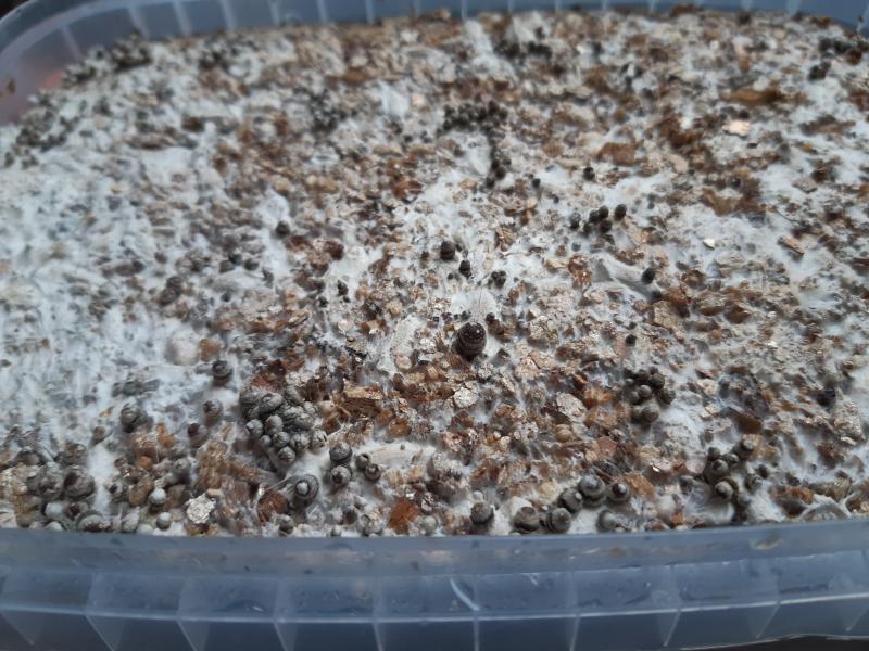 Sur le dessus les petits ne se développent pas