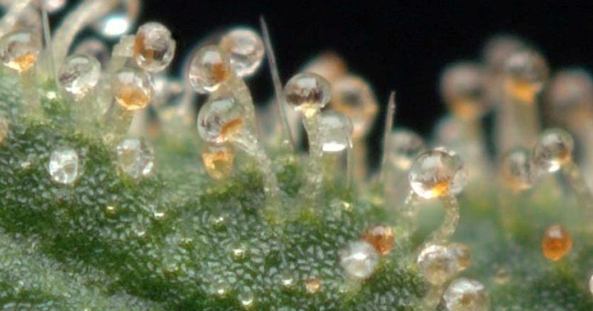 /forum/uploads/images/1584/cannabis.jpg