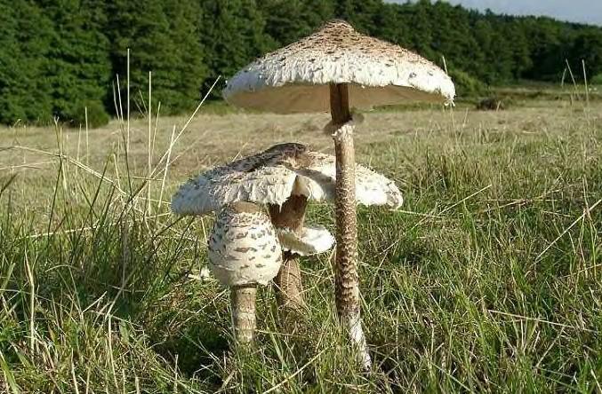 /forum/uploads/images/1588/coulemelle.jpg