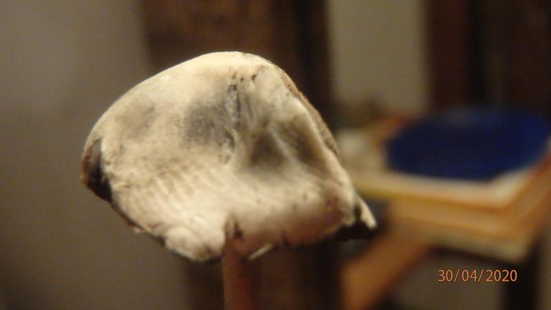 /forum/uploads/images/1588/p4309335.jpg