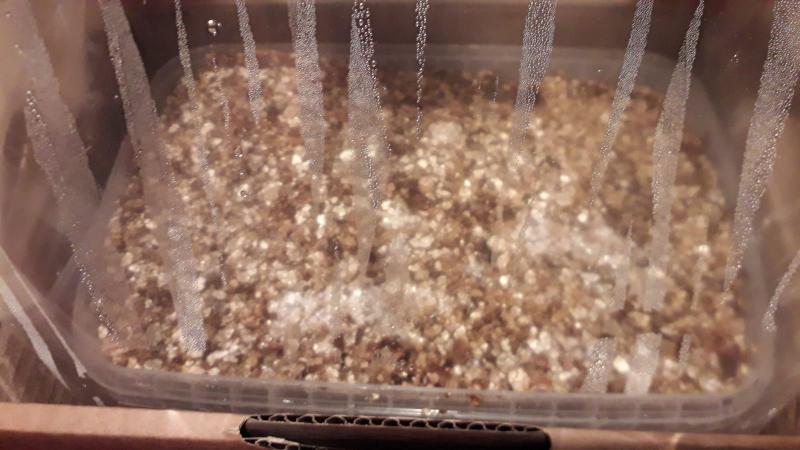 Mycelium à J+9 Mycelium à J+9