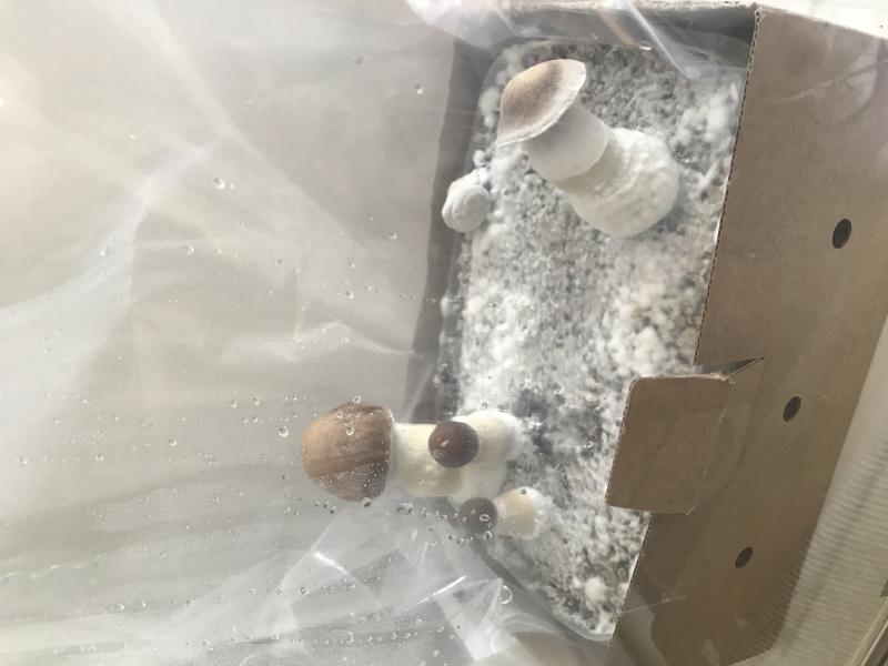 Photo de mon Kit apres 3 semaine