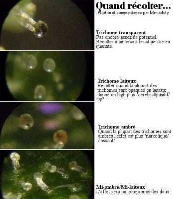 /forum/uploads/images/1589/trichomes.jpg