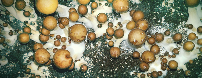 /forum/uploads/images/1590/bacterial-blotch.png