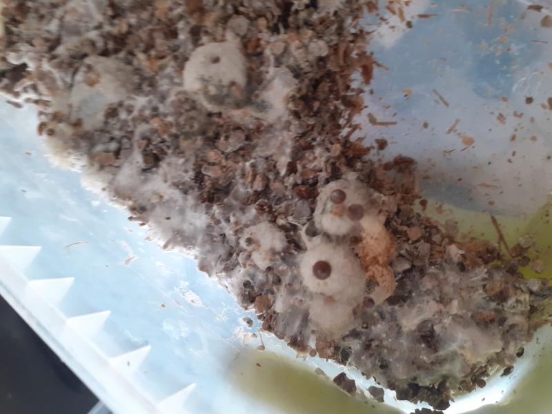 Boite 3 ( la mal aimé )